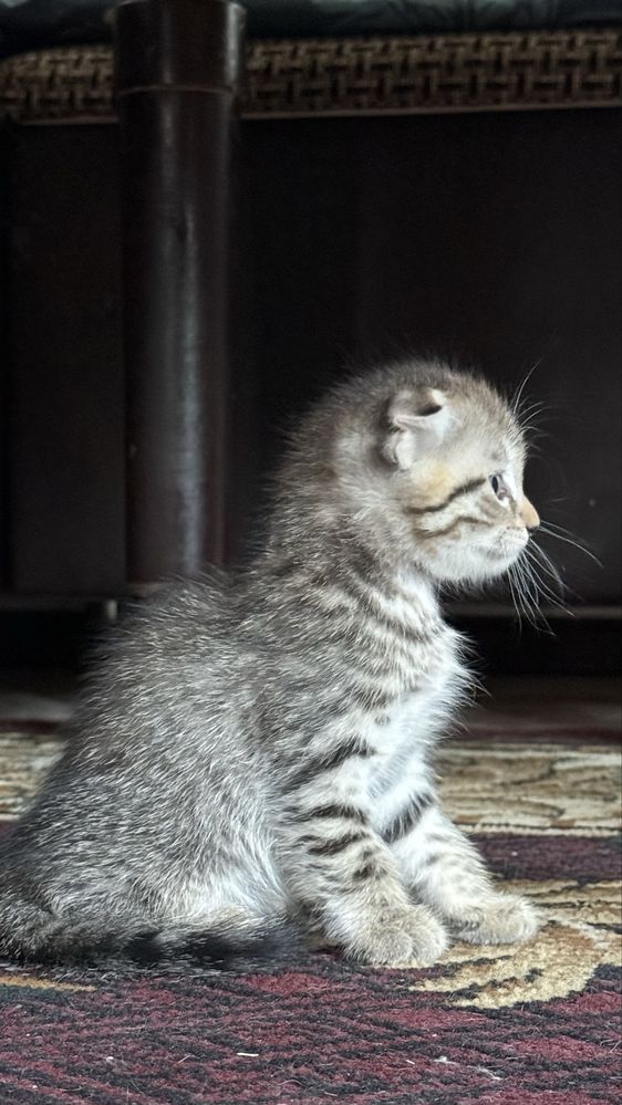 Котенок. Мушукча.