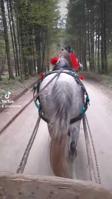 De vânzare cal de 9 ani cuminte
