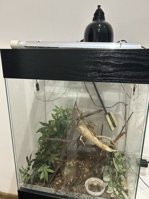 Терариум за влечуго или друго животно