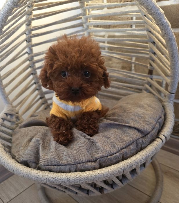 Резервирано!Той пудел/Toy poodle всички ваксини плюс ваксина за бяс