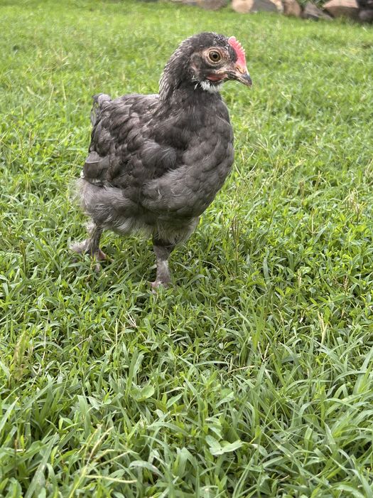 Cocosei marans de vanzare !!!