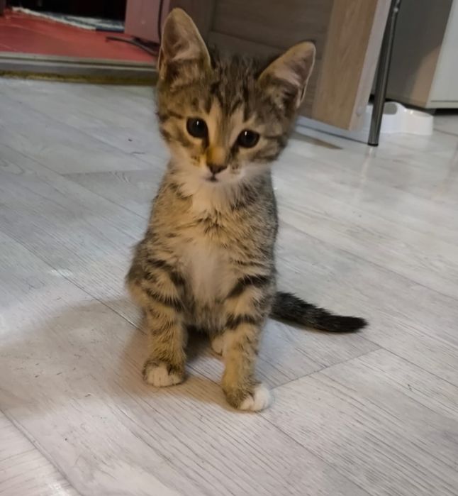 Отдам в добрые руки