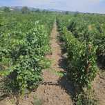 2000 mp vie merlot si alb