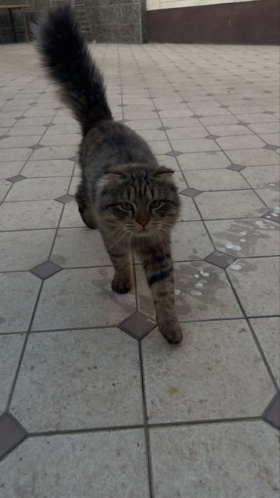 Shinshila erke 1 yosh