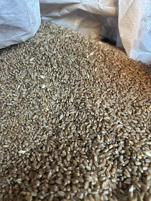 Vand grau de primavara