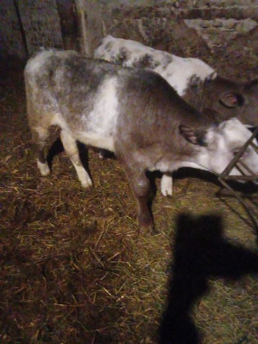 Vand 2 taurasi belgieni semi intarcati