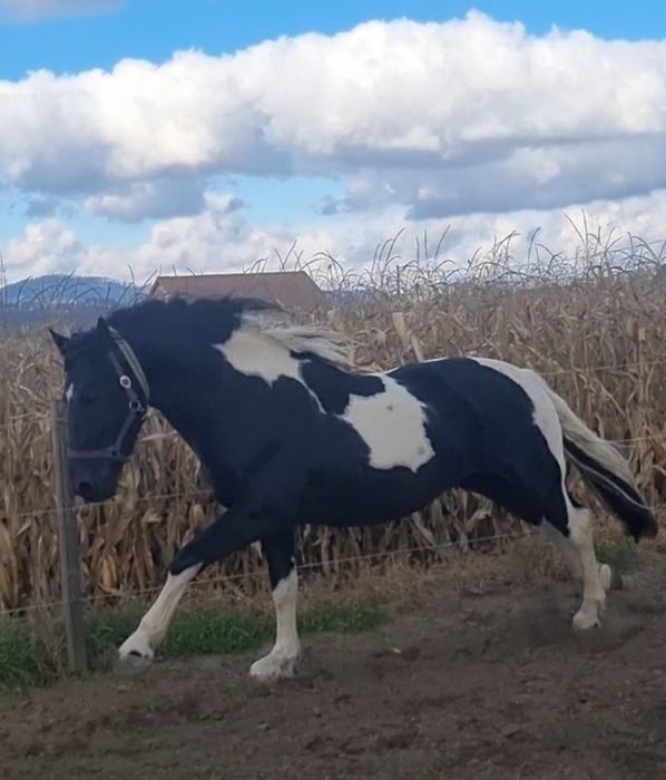 Armasar barock pinto  2.5 ani