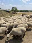 Oi merinoase gestante(depuse)