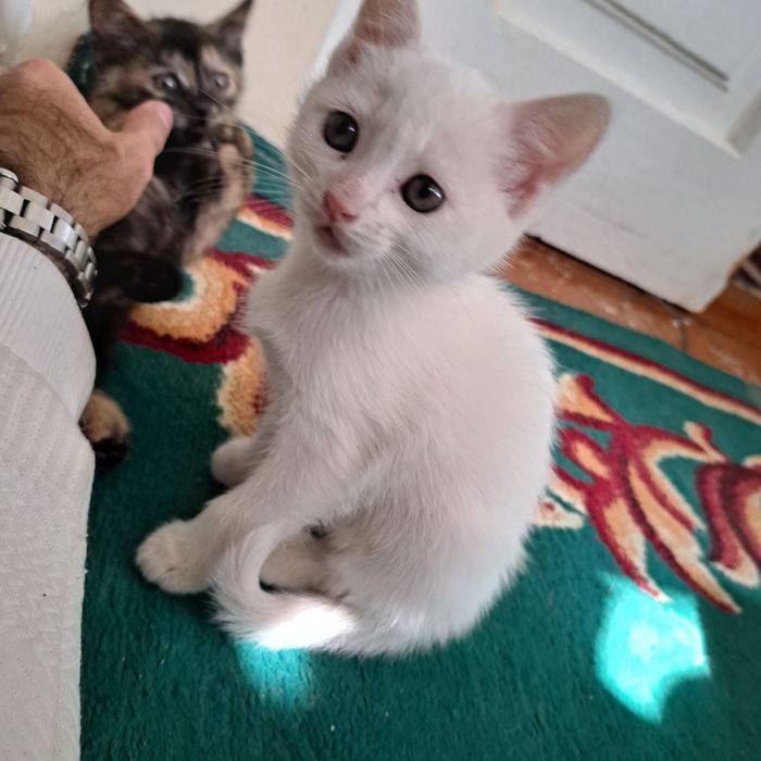 Котята от кошки страйт