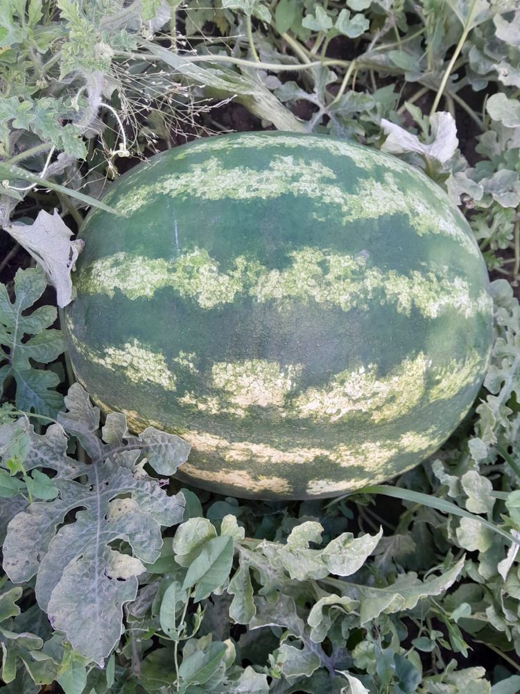 Pepeni verzi soiul Raci