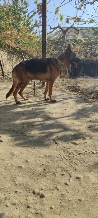 Nemis afcharkasi urg‘ochi 14 oylik 1-marta tuqqan