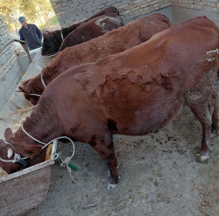 Erga tegmagan semiz g'unojinla sotiladi