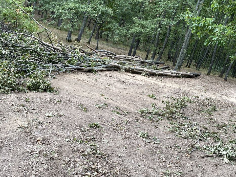 Vând lemne ,trase în rampă