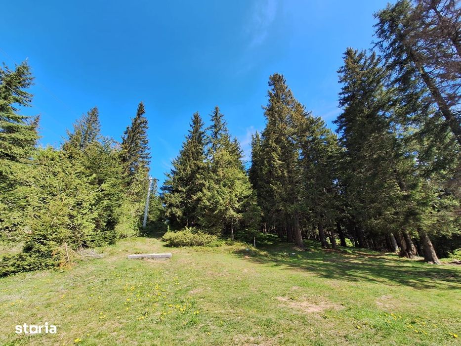 Teren De Vanzare 7000 Mp Intravilan -Statiunea Paltinis!