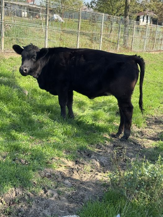 Vițea varsta de 6 luni