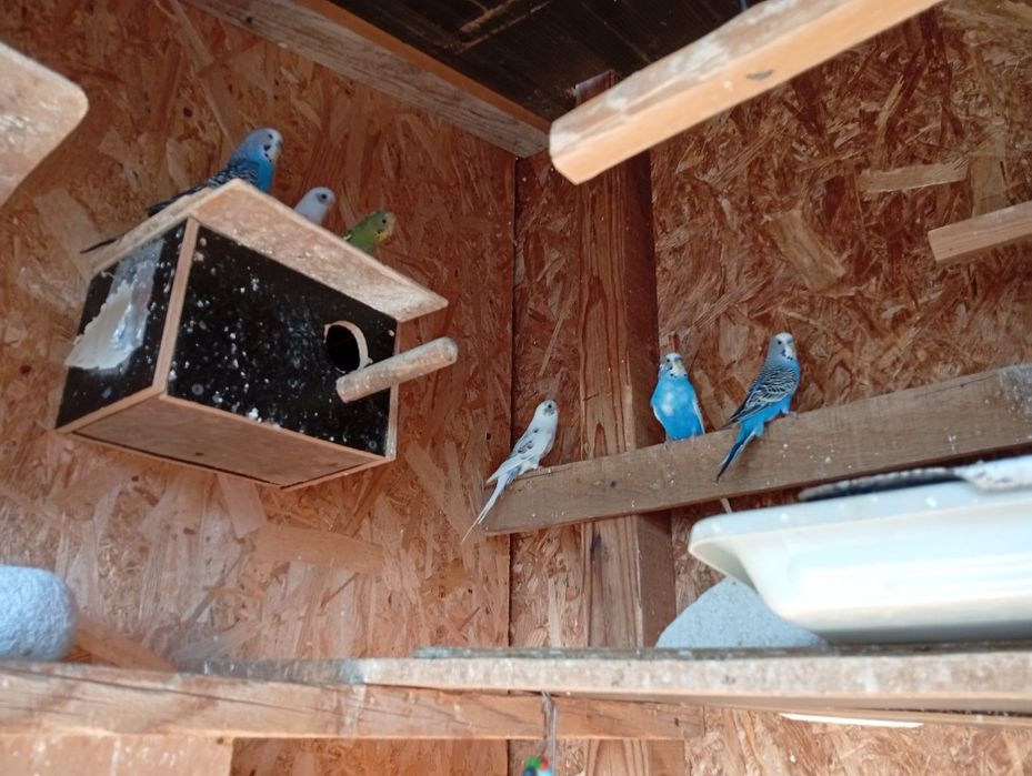 Vand Perusii 30 bucati