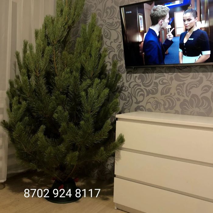 Живые новогодние елки,сосны,птхтовые Лапы,нобилис