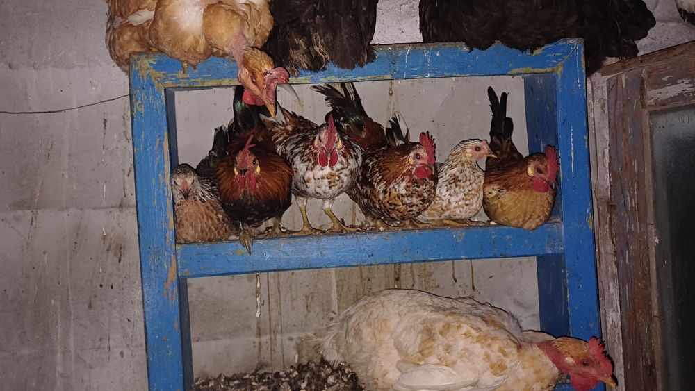 Găini si cocoși rasa mică (americani)