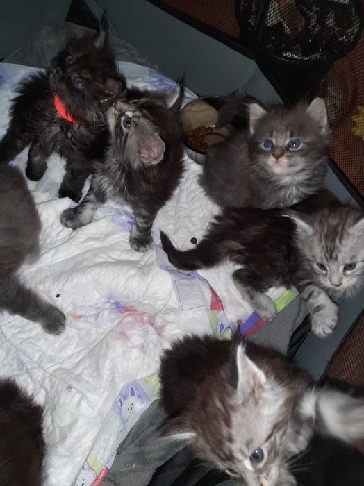 Мейн кунчета много сладки