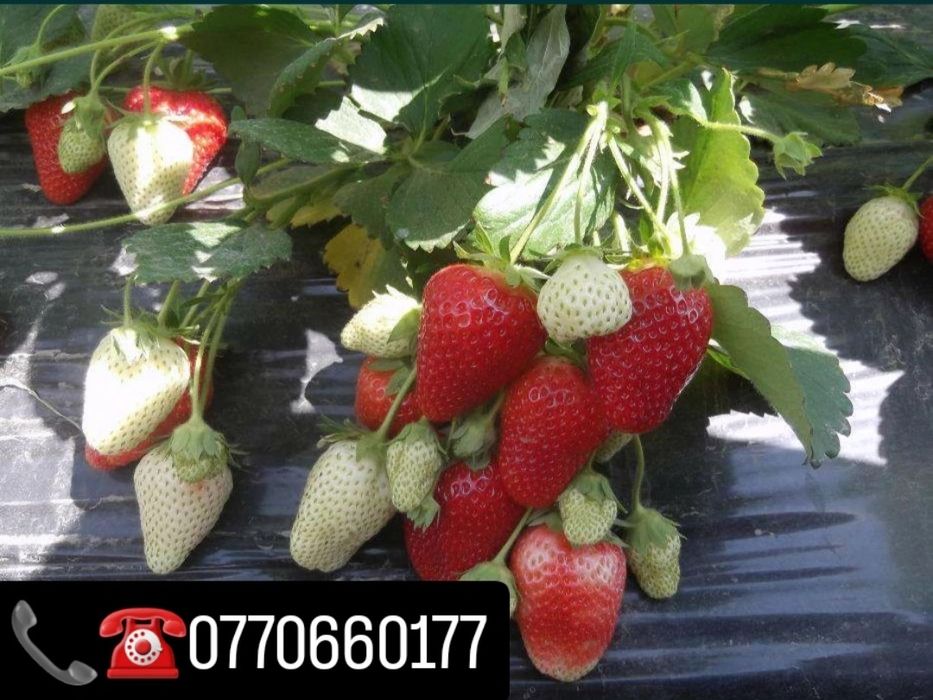 vand stoloni capsuni soiuri remontante ALBION ,dar si anuale Elsanta