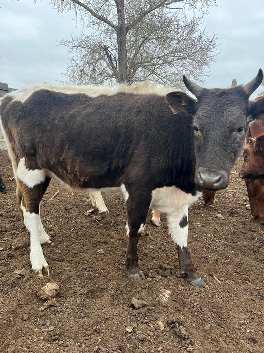 Продам тёлок 1 год 6 месяцев