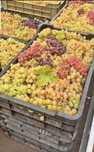 Vand Struguri de Vin