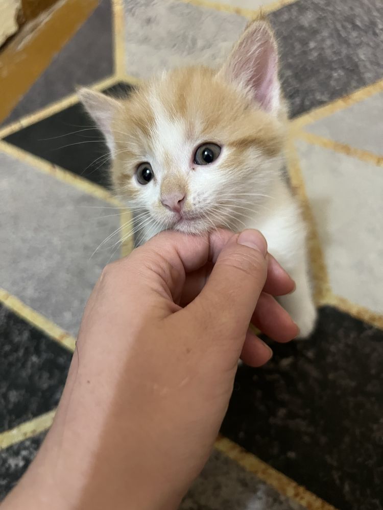 Котята отдам даром