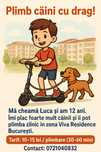 Plimb caini in zona viva residence,12 ani,baiat serios!