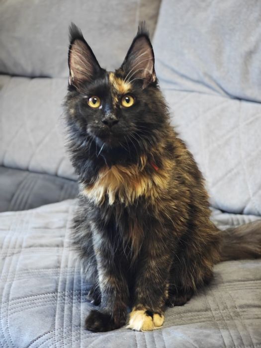 Мейн Кун девочки