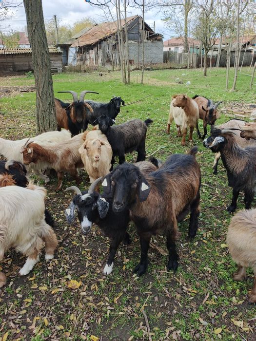 Vând 20 de capre și 2 țapii Alpini