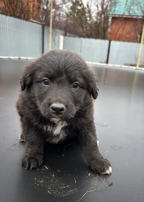 щенята ищут дом и любящих хозяев