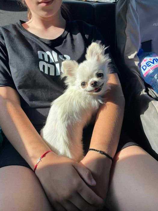 Мини чихуахуа женско