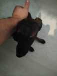 Donez  3 cateluse