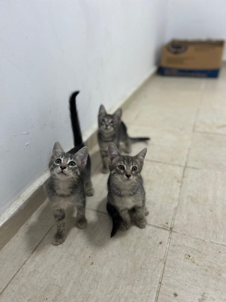 Отдам котят в добрые руки!