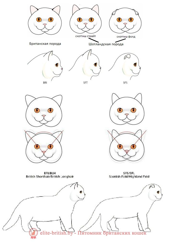 Одинокий кот ищет кошечку для вязки