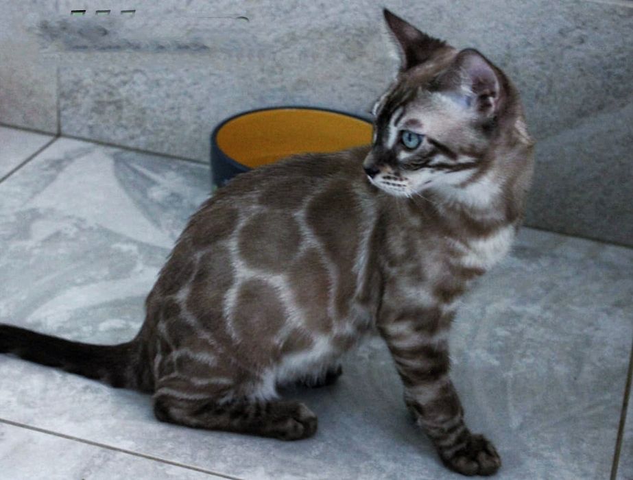 Бенгальская вязка