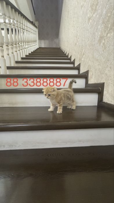 Продаётся чистокровный котята золотая шиншилла