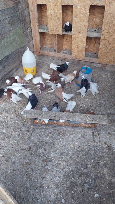 Продавам белослатински белоглави гълъби