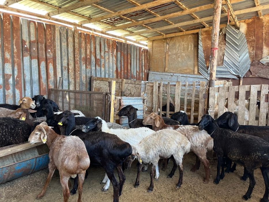 Семіз бағылған қойлар сатылады