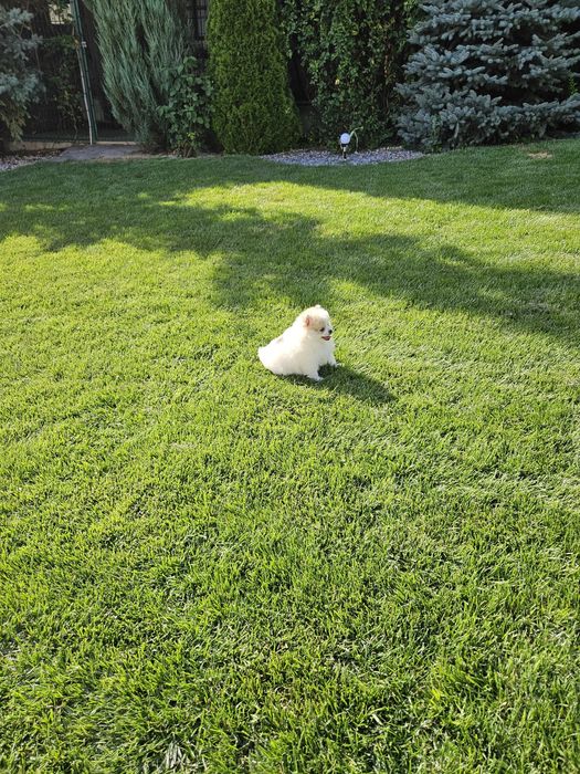 Pui de Pomeranian de vânzare – tip ursuleț, din părinți cu pedigree!