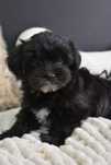 Bichon havanez mascul