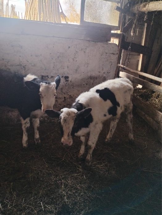 Viței sănătoși preț foarte bun