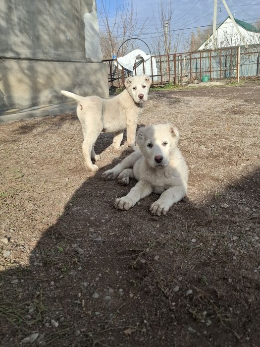 Продам щенят алабаев