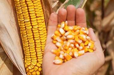 Vând porumb știuleți