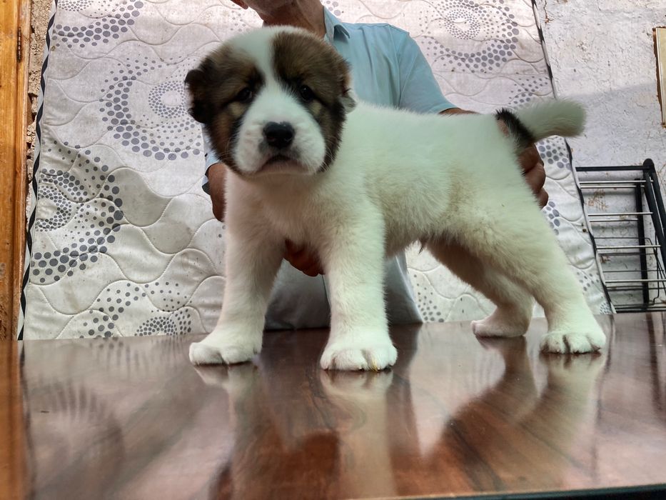 Щенок Алабая ( Супер Гигант )