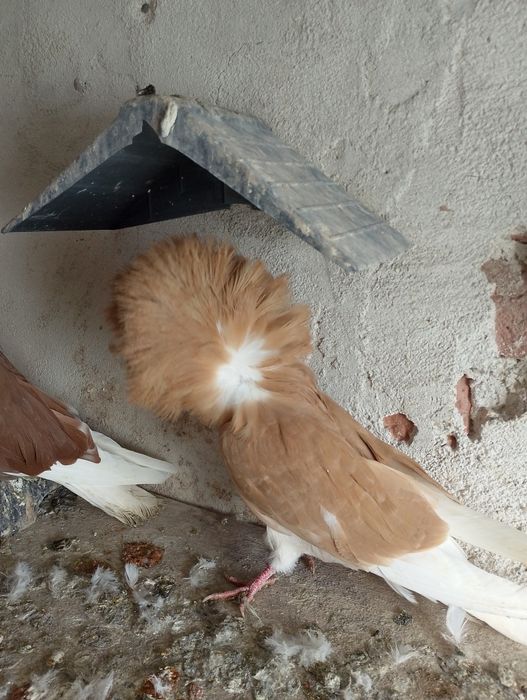 Гълъби Якалии Самоков