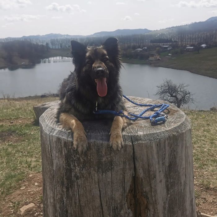 Instructor dersaj canin