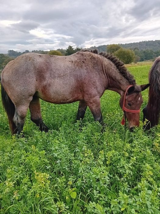 Vând două iepe foarte frumoase