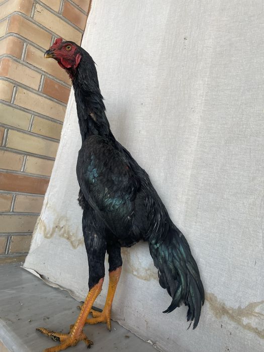 O Shamo zot juja iyulskiy yirik juja narxi 850 ming