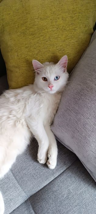 В хорошие руки Ташкент